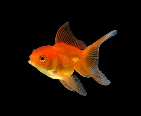 goldfish photos